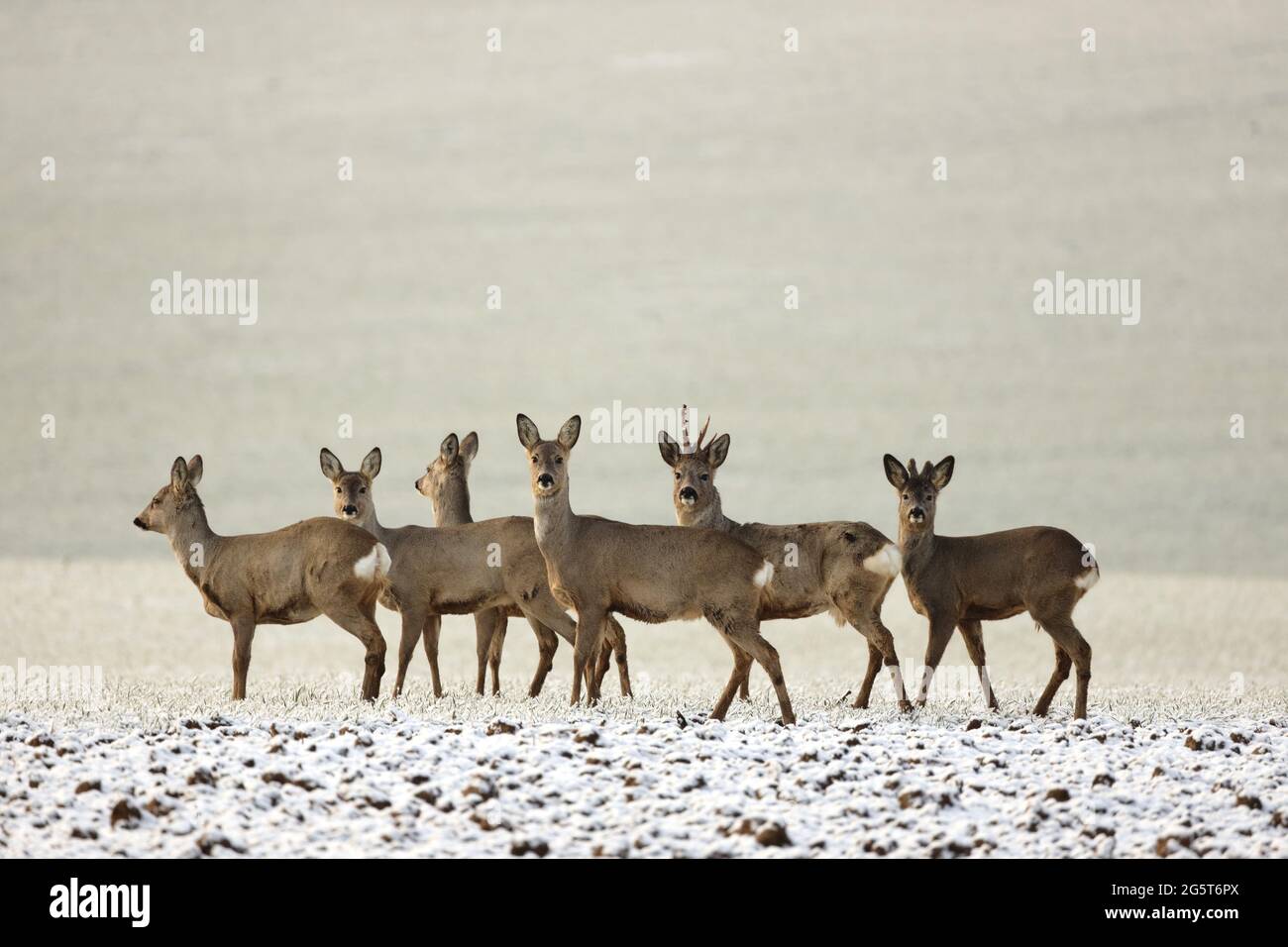 roe deer (Capreolus capreolus), group of roe deers in a snowy field, Germany, Baden-Wuerttemberg Stock Photo