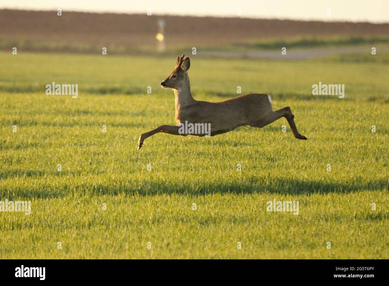 roe deer (Capreolus capreolus), young buck fleeing over a meadow in spring, Germany, Baden-Wuerttemberg Stock Photo