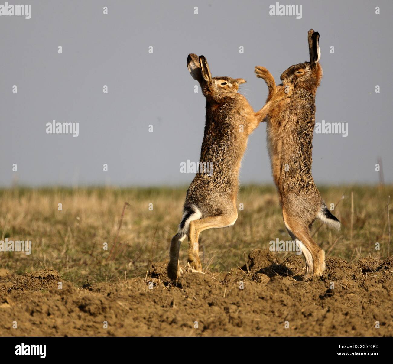 European hare, Brown hare (Lepus europaeus), male and female distance fighting in pairing season, Germany, Baden-Wuerttemberg Stock Photo