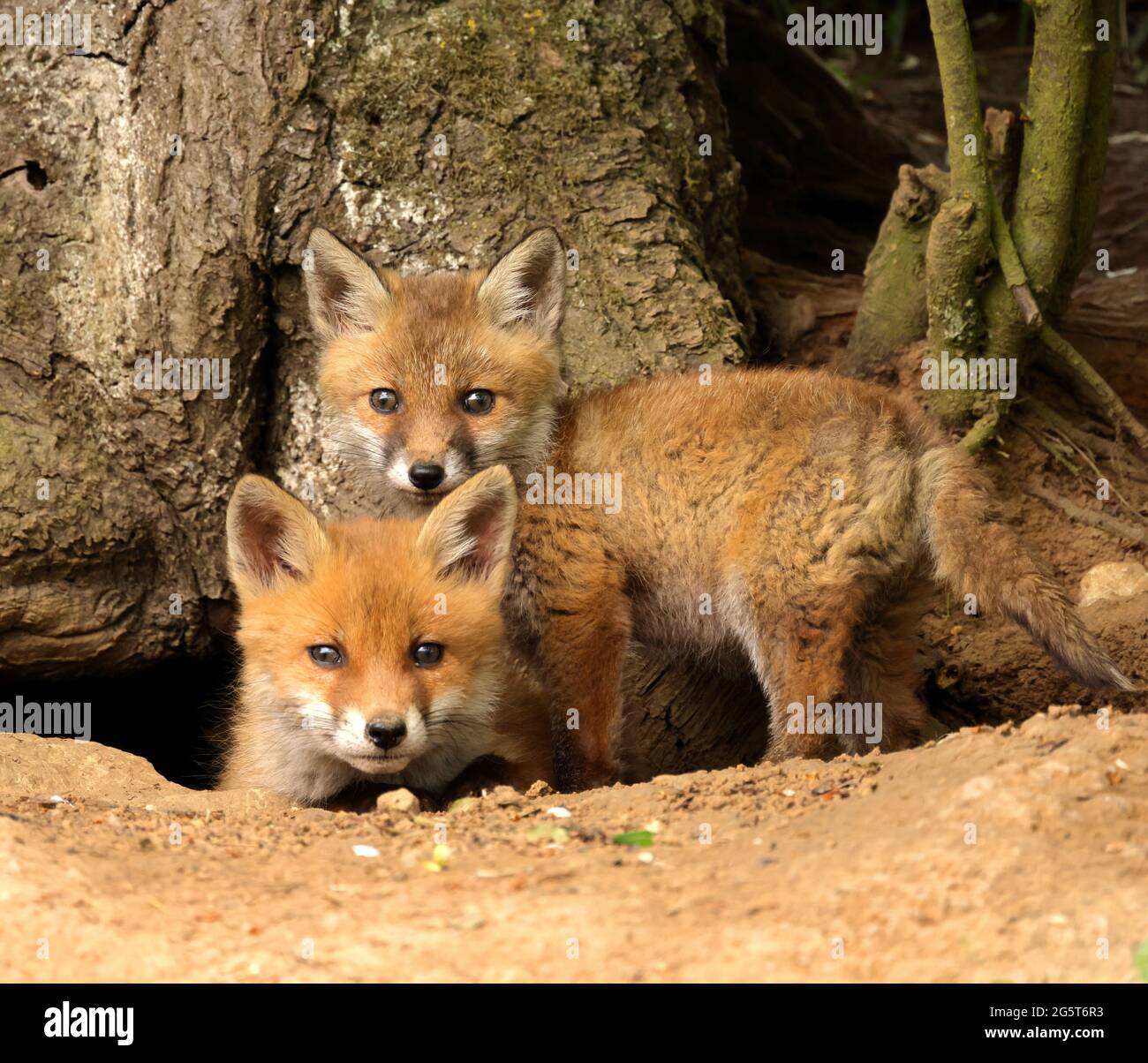red fox (Vulpes vulpes), fox cub in front of the burrow looking into the camera, Germany, Baden-Wuerttemberg Stock Photo