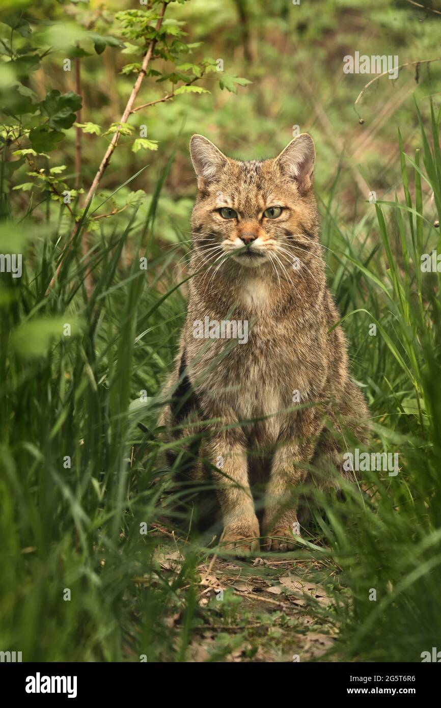 European wildcat, forest wildcat (Felis silvestris silvestris), sits in a meadow, Germany, Saxony Stock Photo