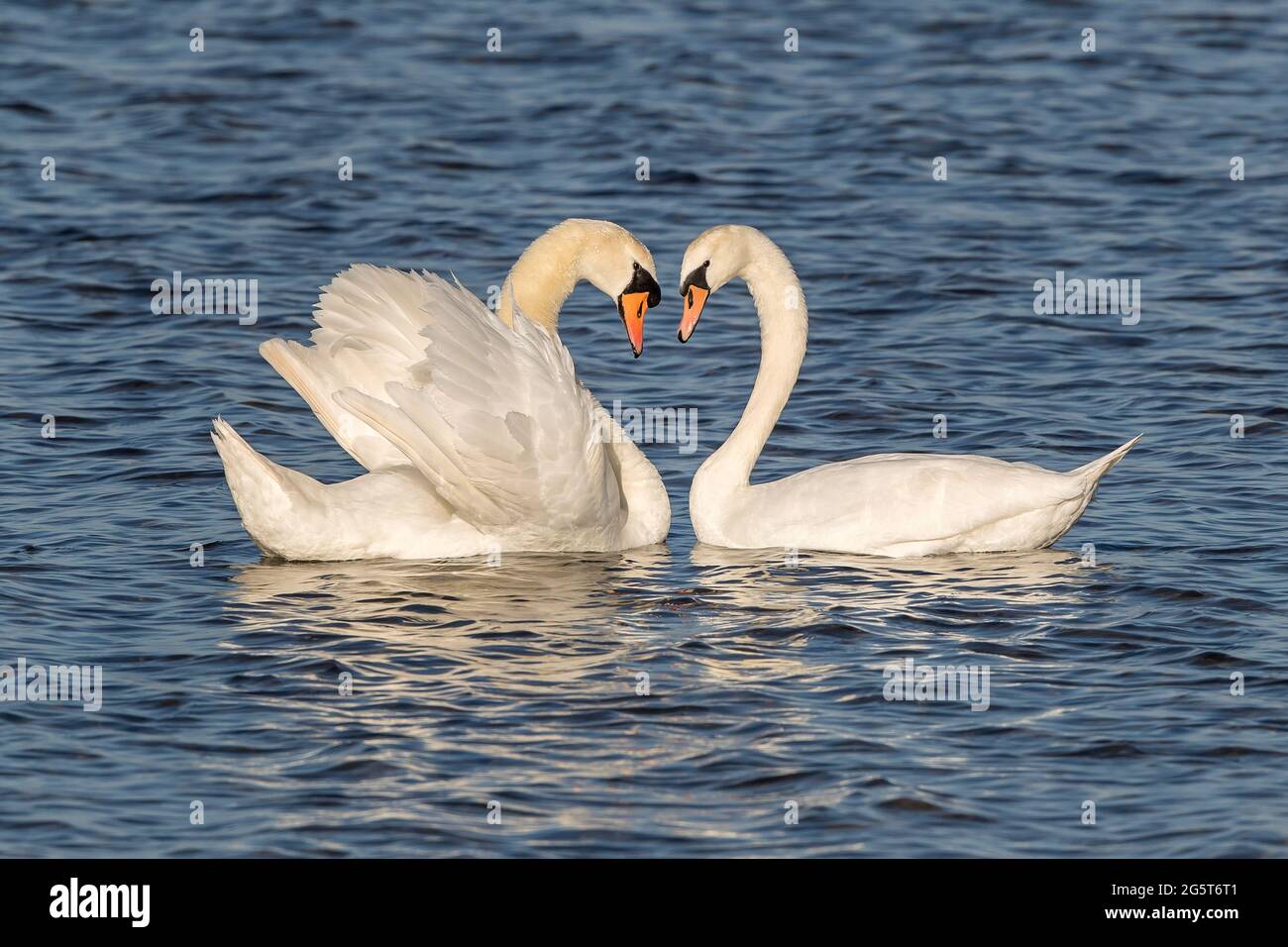 mute swan (Cygnus olor), pair displaying, Germany, Mecklenburg-Western Pomerania Stock Photo