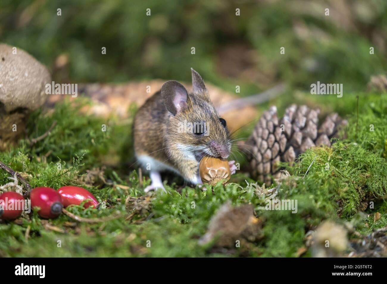 yellow-necked mouse (Apodemus flavicollis), feeding an acorn, Germany, Mecklenburg-Western Pomerania Stock Photo