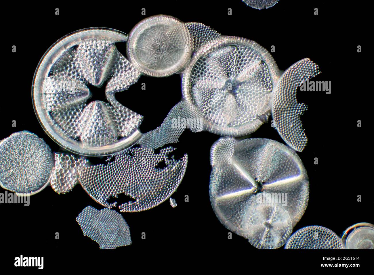diatom (Diatomeae), diatoms from Patuxent River, dark field microscopic image, USA, Maryland Stock Photo
