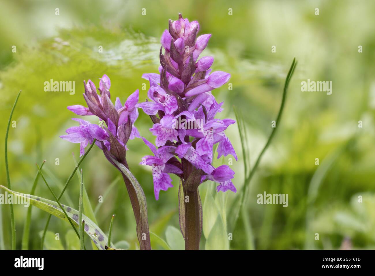 western marsh-orchid (Dactylorhiza majalis), two inflorescences, Germany, Mecklenburg-Western Pomerania Stock Photo