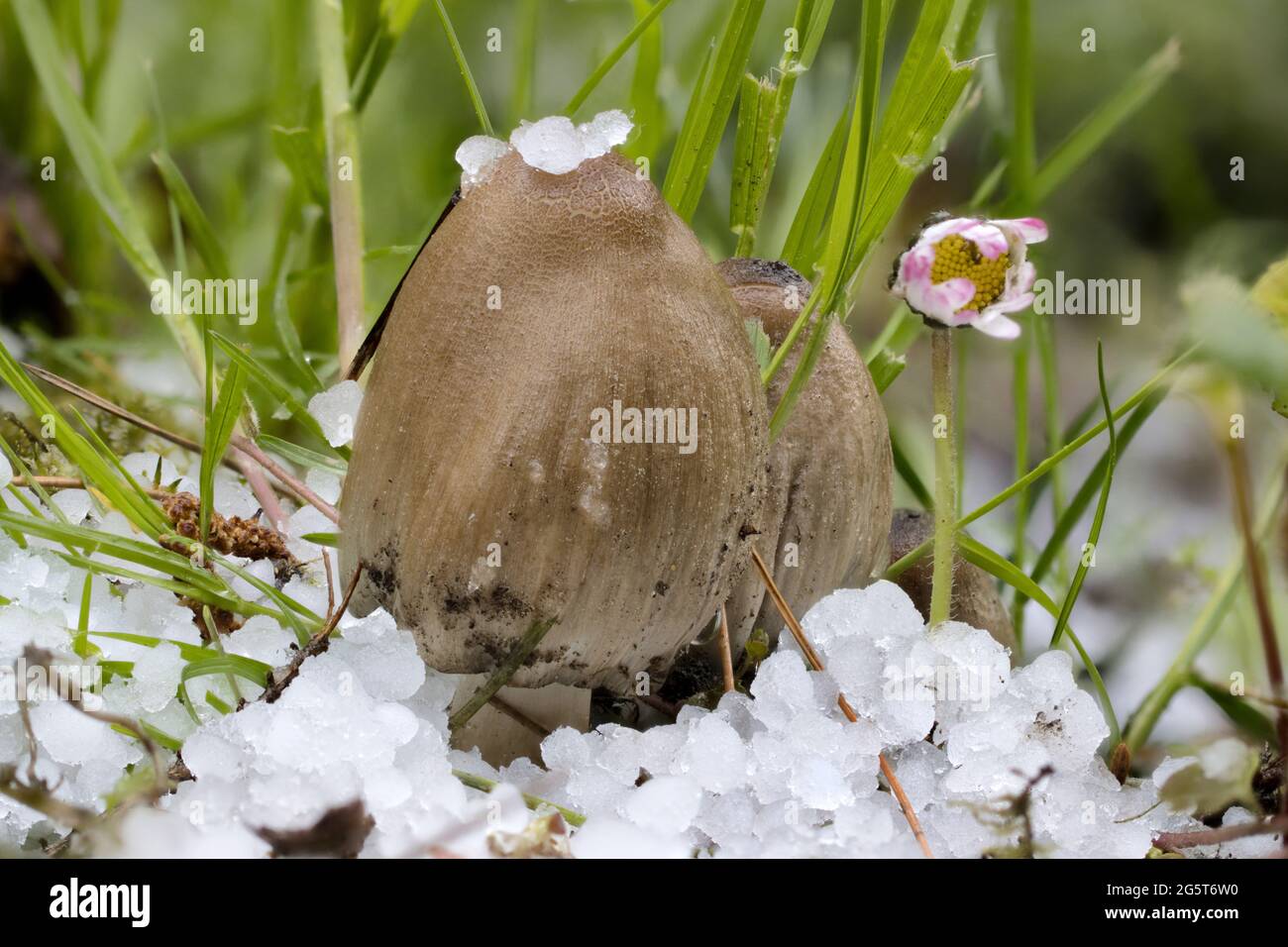 common inkcap, shaggy inkcap, lawyer's (Coprinus atramentarius), fruiting bodies with hailstones, Germany, Mecklenburg-Western Pomerania Stock Photo