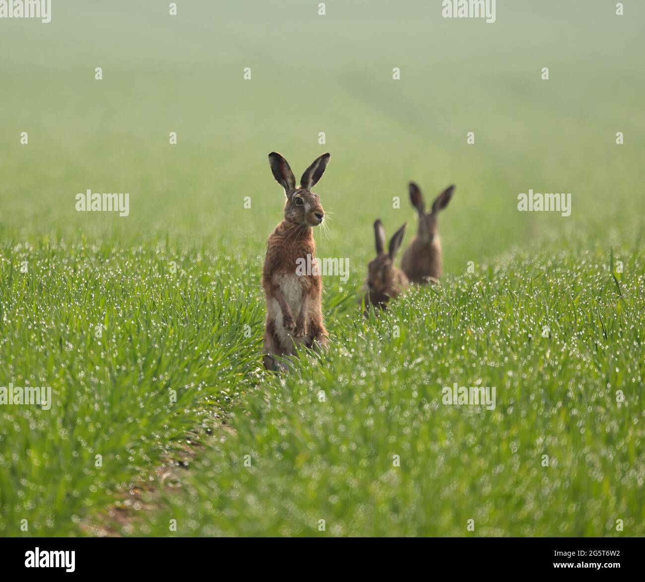 European hare, Brown hare (Lepus europaeus), three hares sit in a field in spring, Germany, Baden-Wuerttemberg Stock Photo