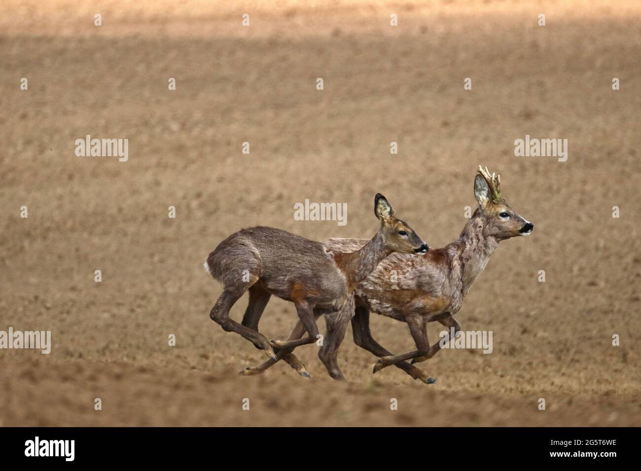 roe deer (Capreolus capreolus), roesbuck and doe flee over a field in spring, Germany, Baden-Wuerttemberg Stock Photo