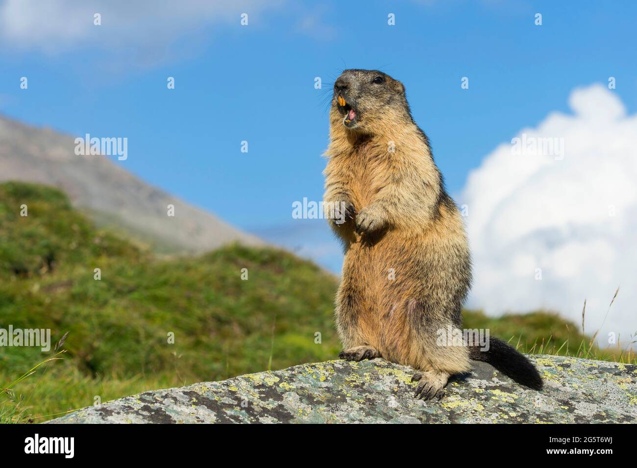 alpine marmot (Marmota marmota), stands erect on a rock calling, Austria, Hohe Tauern National Park Stock Photo