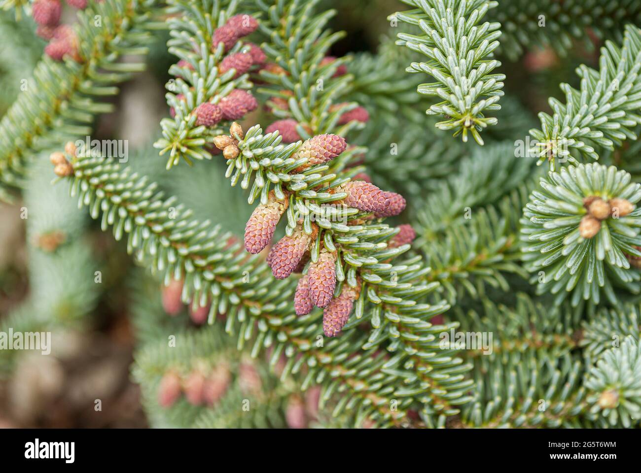 Spanish Fir, Hedgehog Fir (Abies pinsapo 'Kelleriis', Abies pinsapo Kelleriis), branch with young cones, cultivar Kelleriis Stock Photo