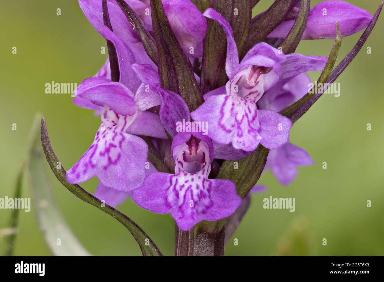 western marsh-orchid (Dactylorhiza majalis), detail of an inflorescence, Germany, Mecklenburg-Western Pomerania Stock Photo