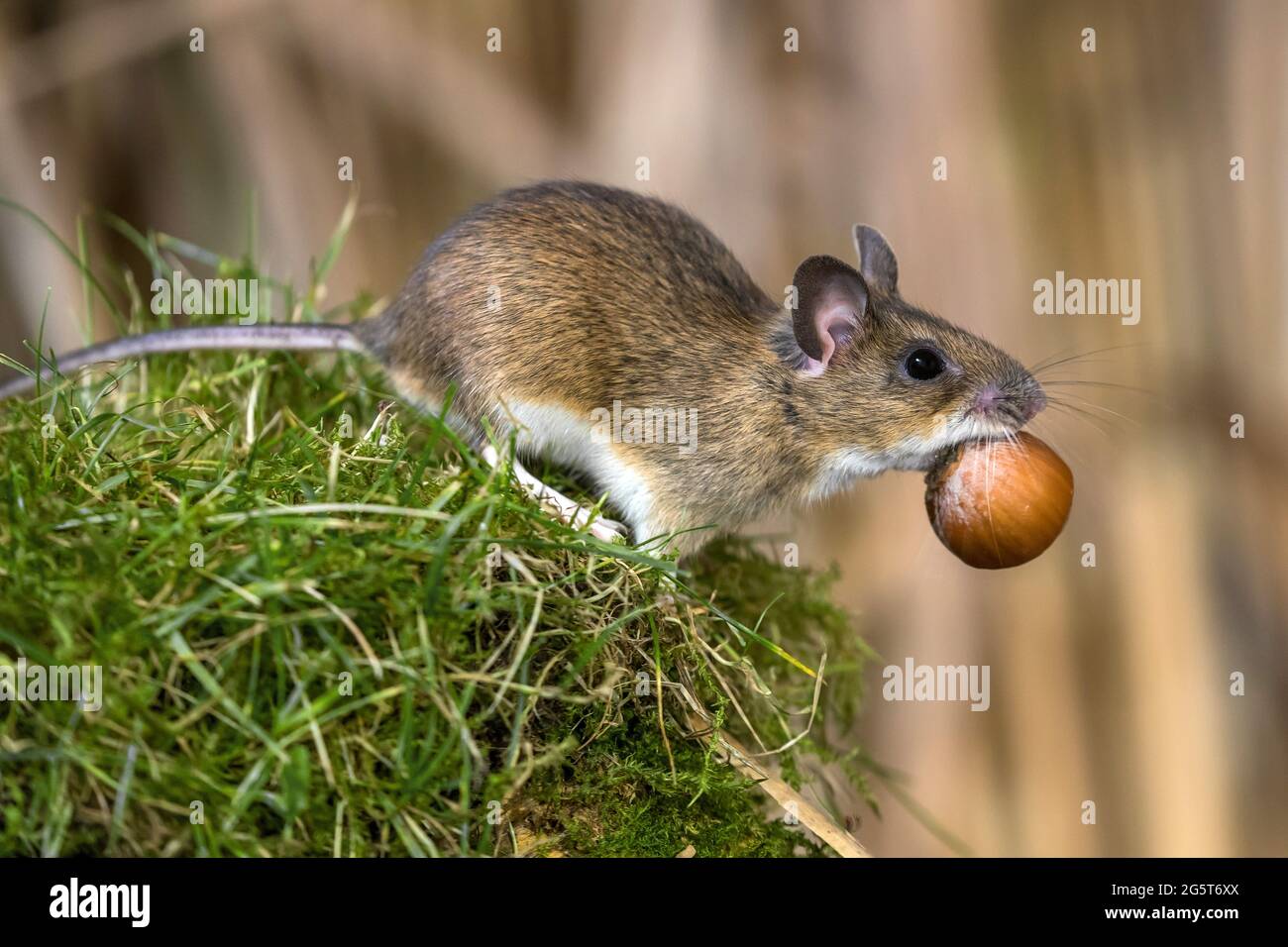 yellow-necked mouse (Apodemus flavicollis), with a hazelnut in its snout, Germany, Mecklenburg-Western Pomerania Stock Photo