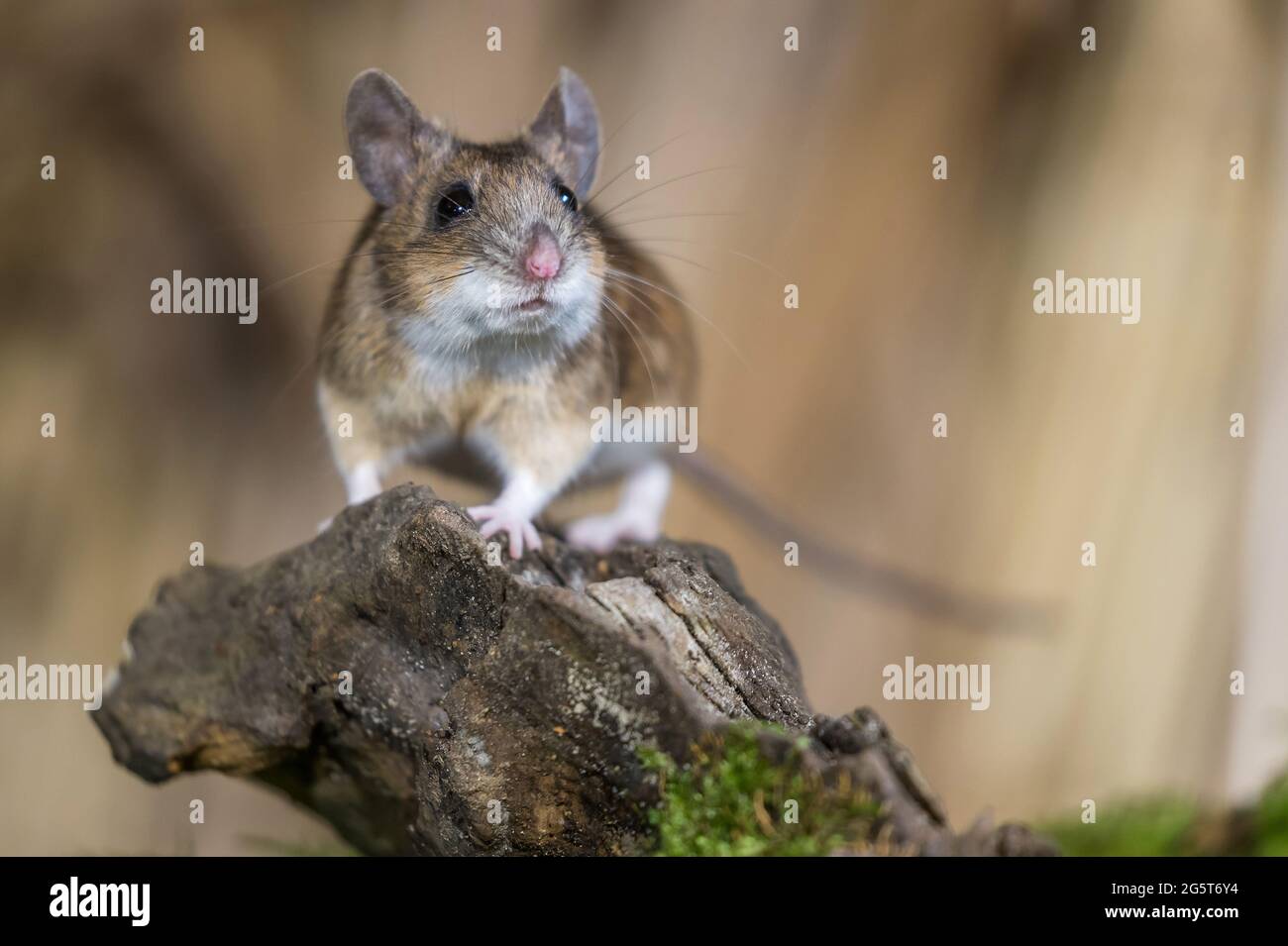 yellow-necked mouse (Apodemus flavicollis), sits on a tree snag, Germany, Mecklenburg-Western Pomerania Stock Photo