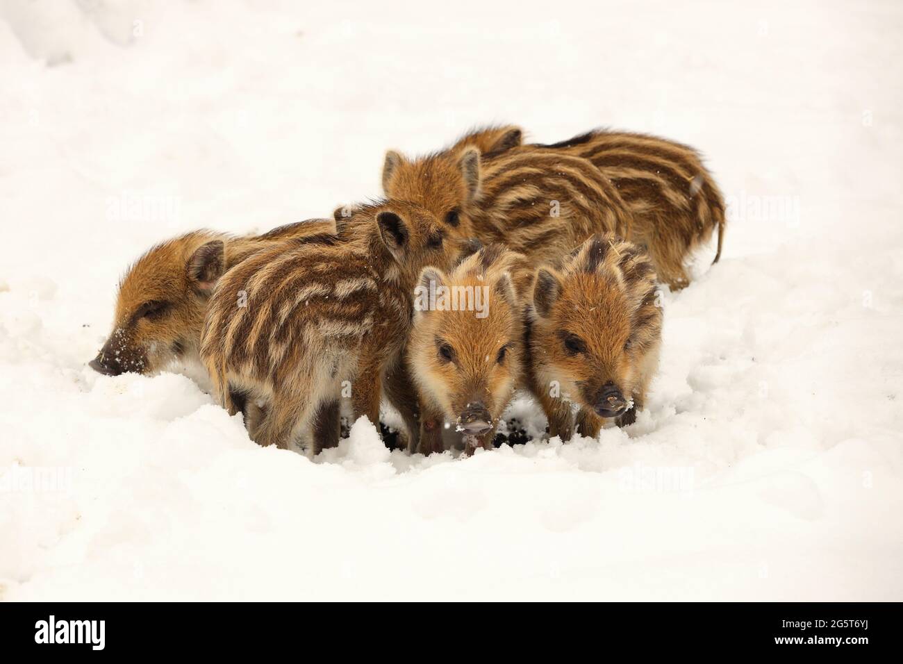 wild boar, pig, wild boar (Sus scrofa), runts in snow, Germany, Baden-Wuerttemberg Stock Photo