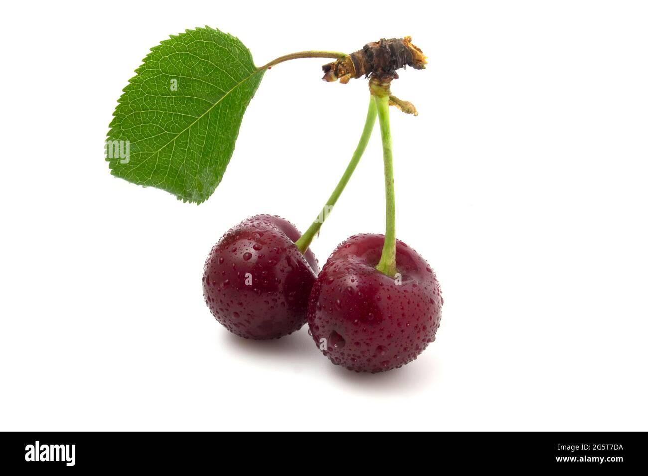 Two cherries with leaf and dew drops isolated on white background. Stock Photo