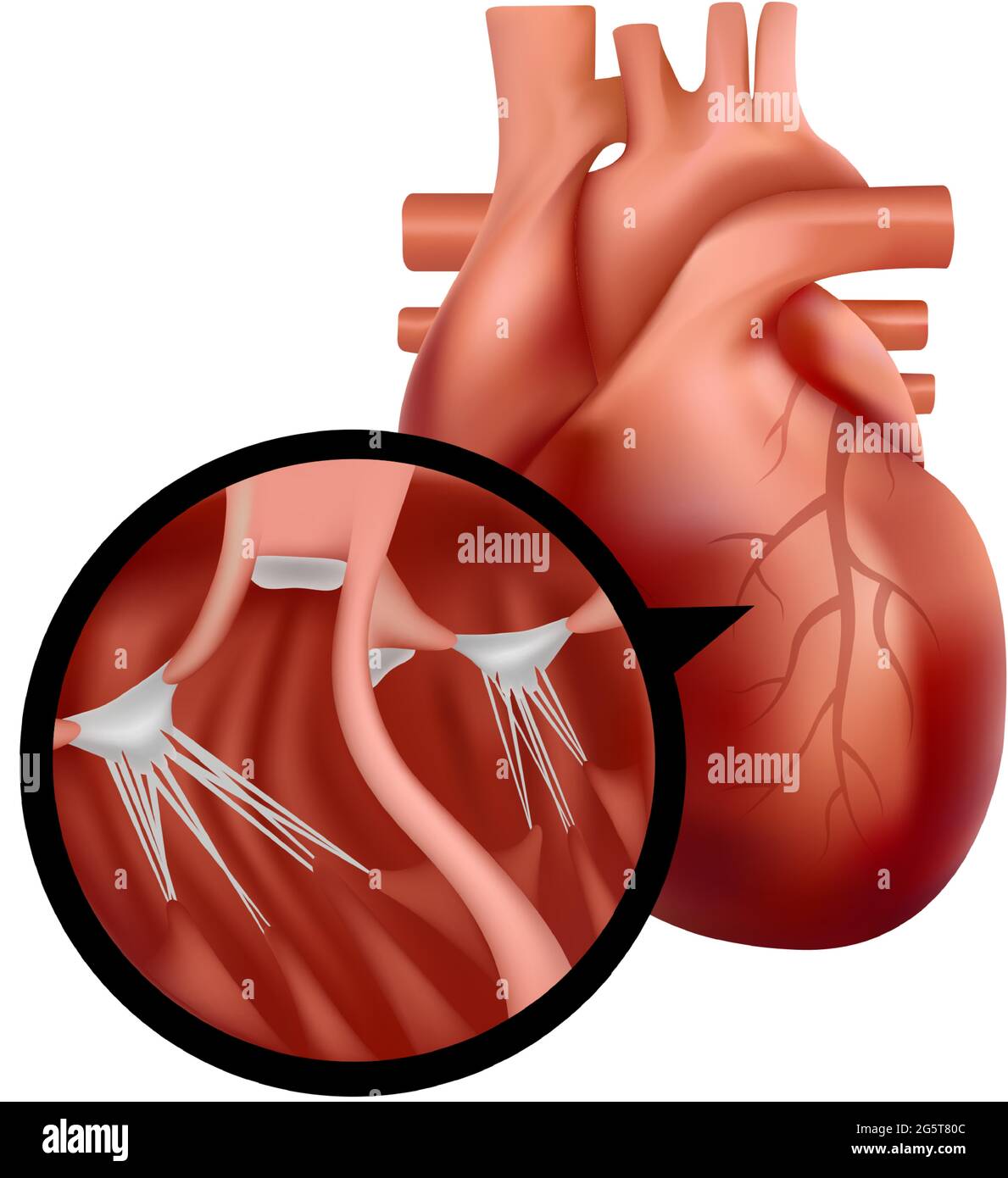 Realistic human heart with cross-section close-up. Heart organ illustration. Stock Vector