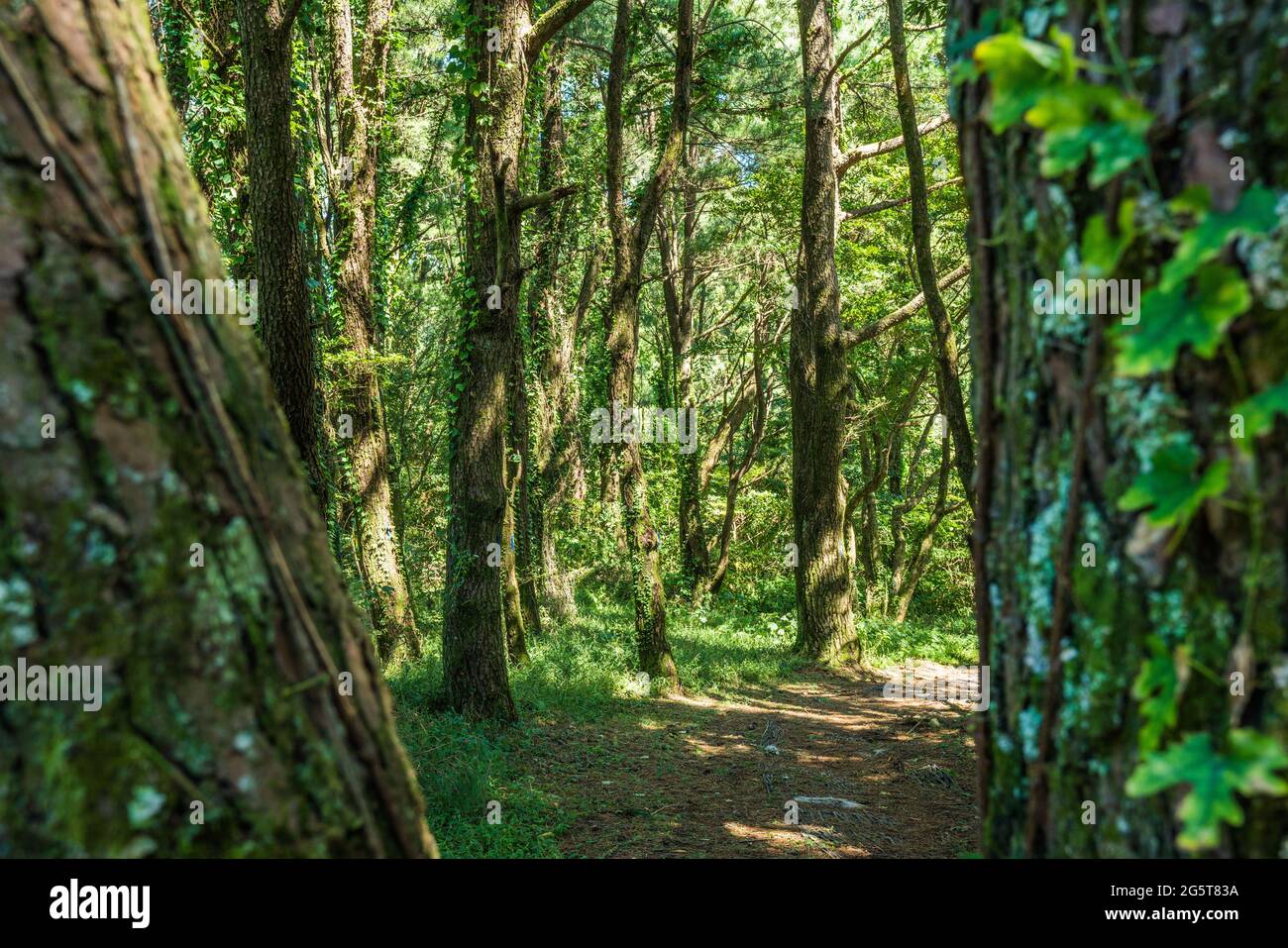 Beautiful green forest in Jeju Island, South Korea Stock Photo - Alamy