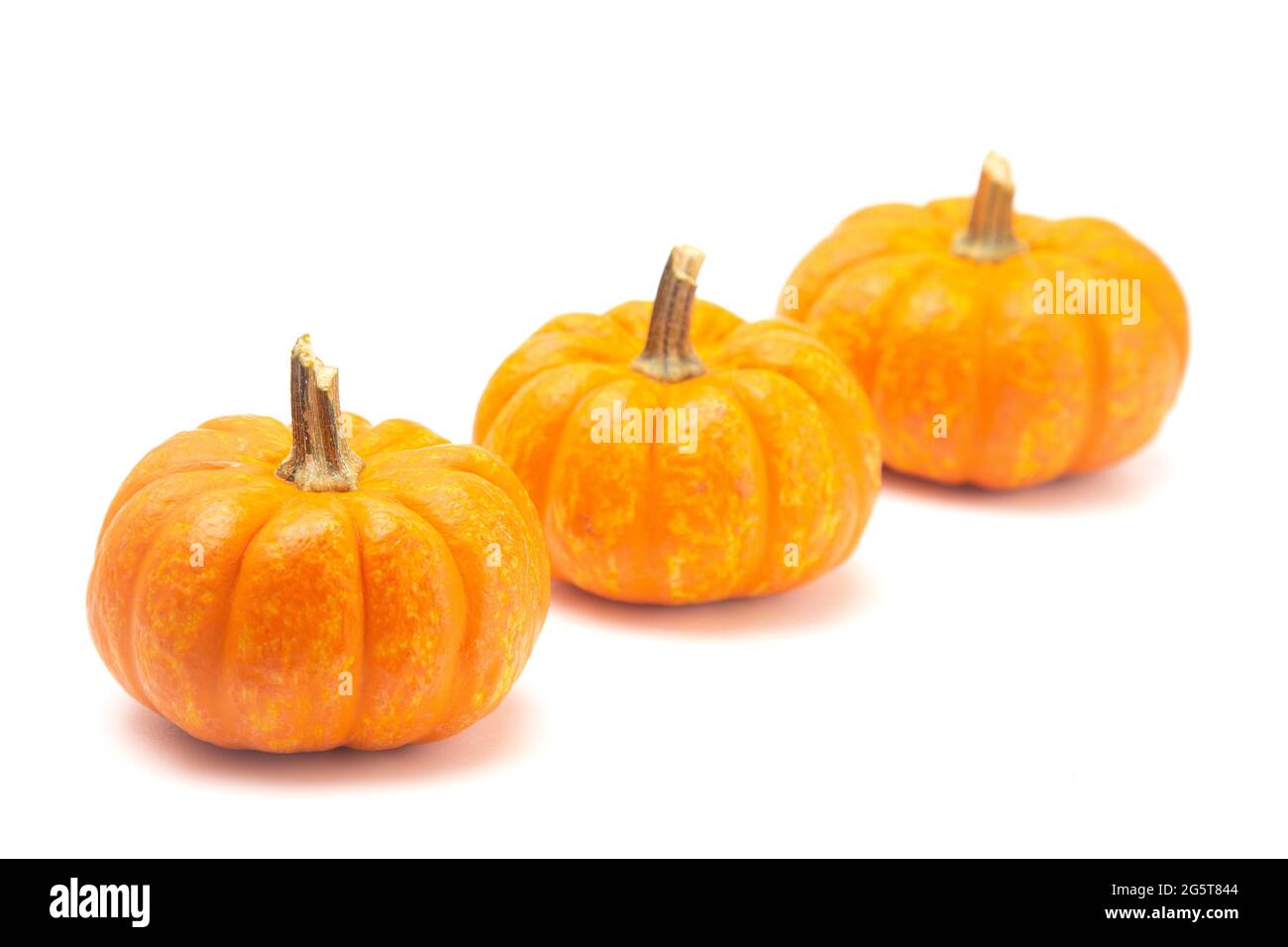 Three Small Decorative Pumpkins on a White Background Stock Photo