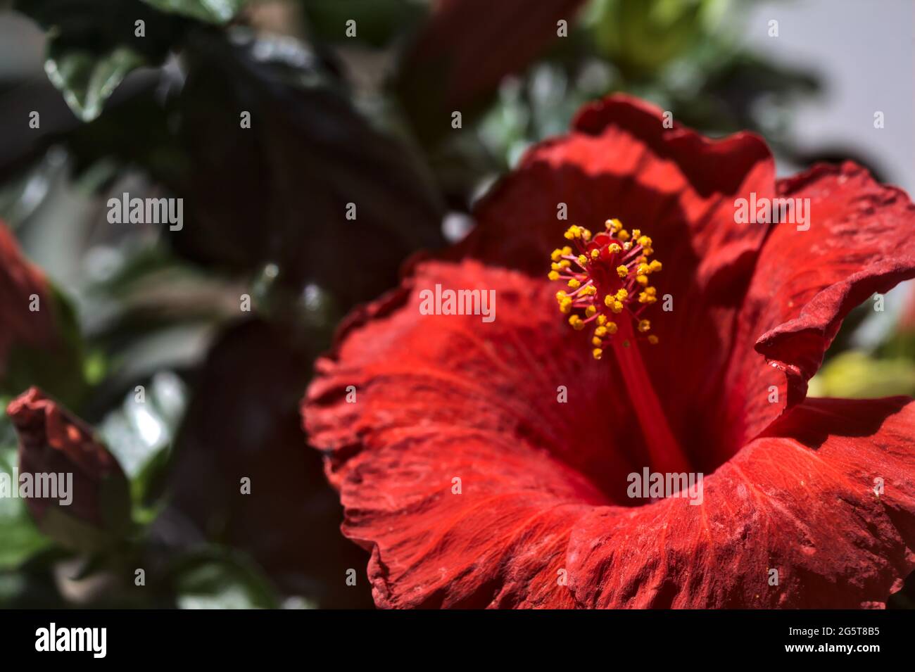 Red hibiscus on a white backdrop seen up close Stock Photo - Alamy
