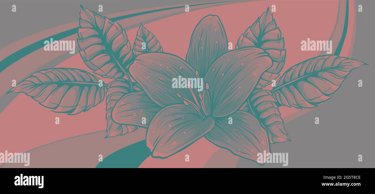 vector illustration of lily flower with leaves Stock Vector Image & Art ...