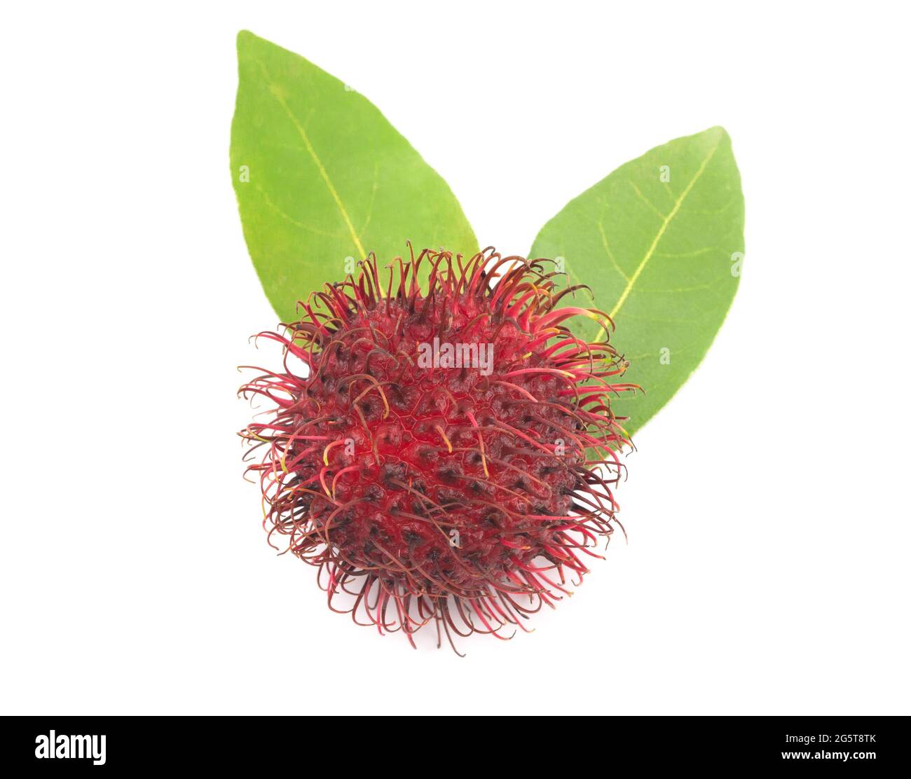 Rambutan leaves isolated on white hi-res stock photography and images ...