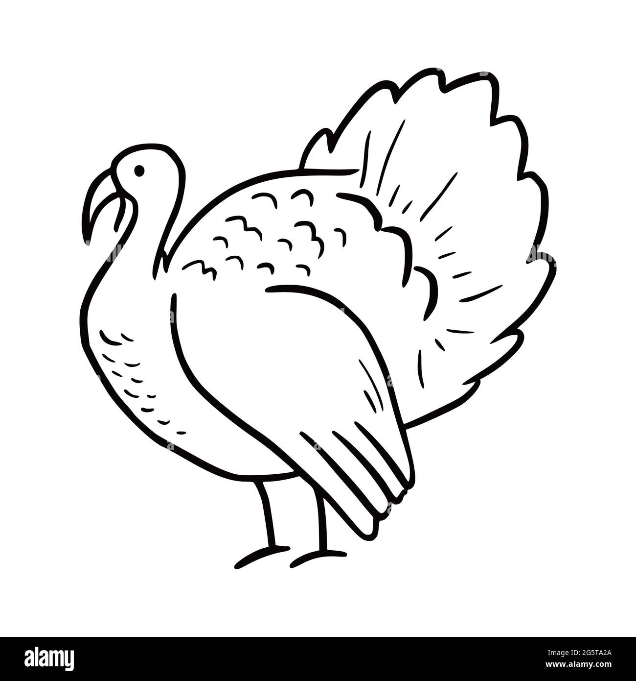 Turkey bird drawing hires stock photography and images  Alamy