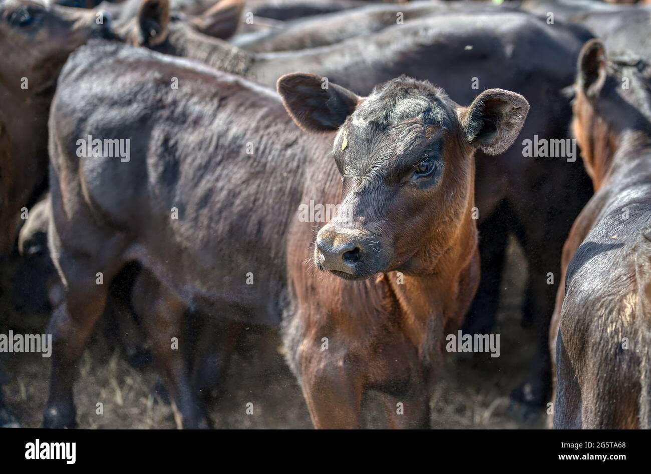 Black Angus calves in corral Stock Photo Alamy
