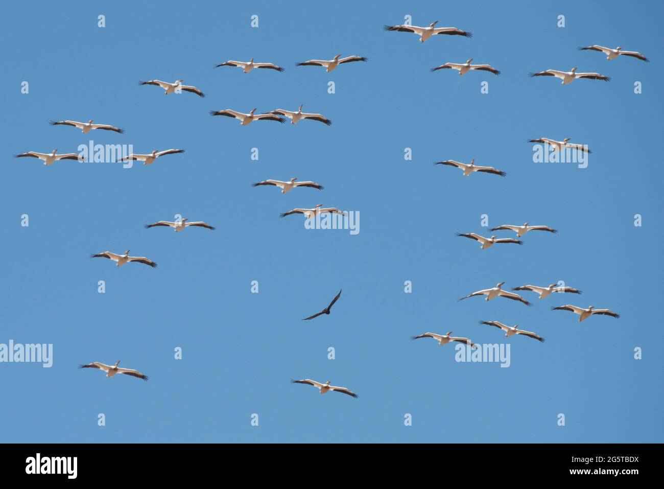 White pelicans (Pelecanus erythrorhynchos) in flight and migrating over California's central valley as a hawk passes below. Stock Photo