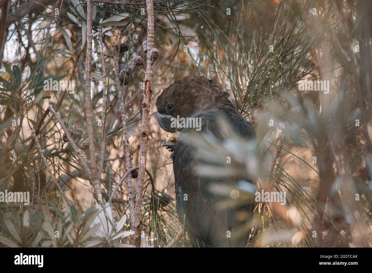 A black cockatoo bird perched on a tree branch Stock Photo