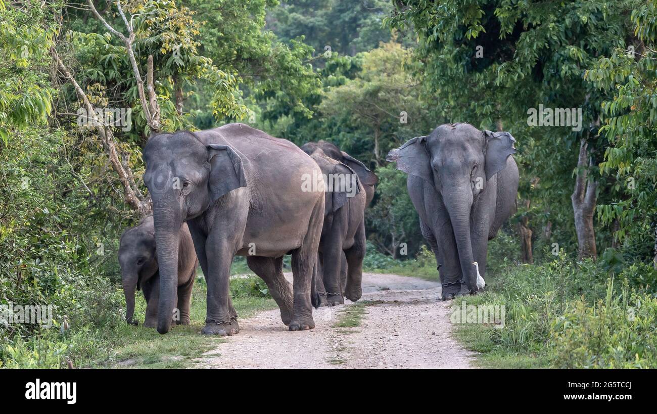 Wild elephants in the forest of Kaziranga National Park in India. Stock Photo
