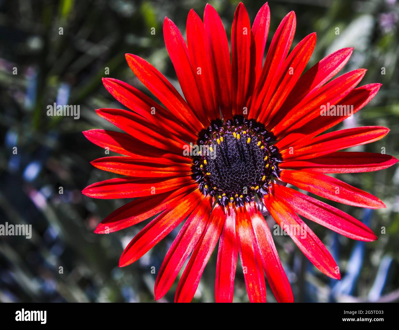 African dasisy hires stock photography and images Alamy