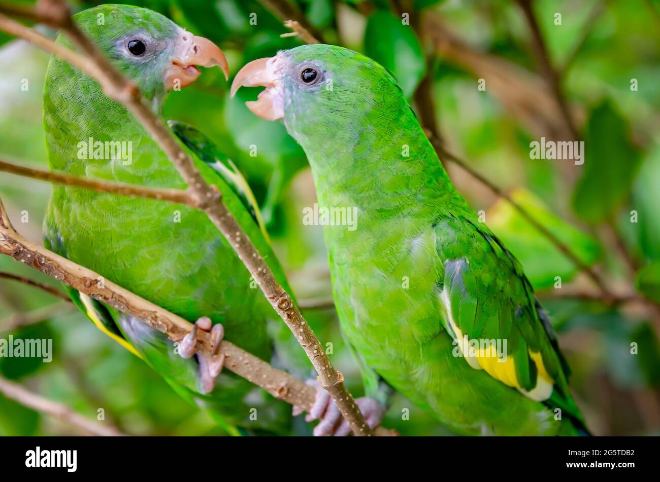 White-winged parakeets converse with one another in the aviary at  Mississippi Aquarium, June 24, 2021, in Gulfport, Mississippi Stock Photo -  Alamy