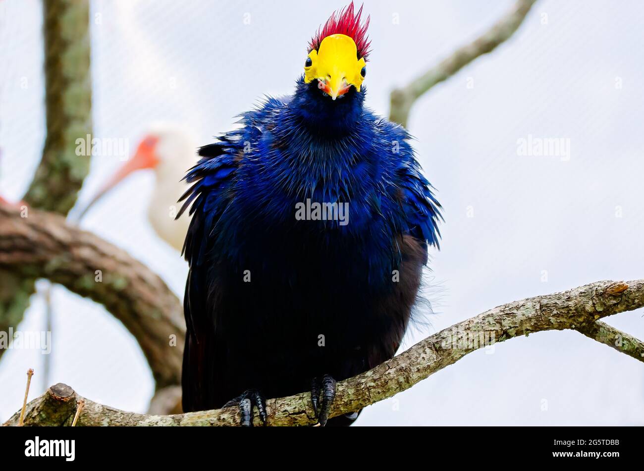 A female Lady Ross’s turaco enjoys the mister at the aviary at Mississippi Aquarium, June 24, 2021, in Gulfport, Mississippi. Stock Photo