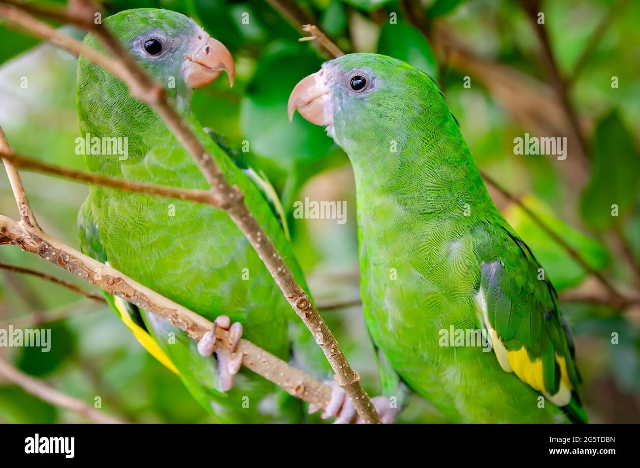 Canary winged hi-res stock and images -