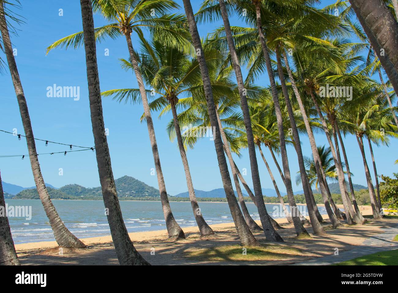 Palm trees on tropical beach in Palm Cove North Queensland Stock Photo