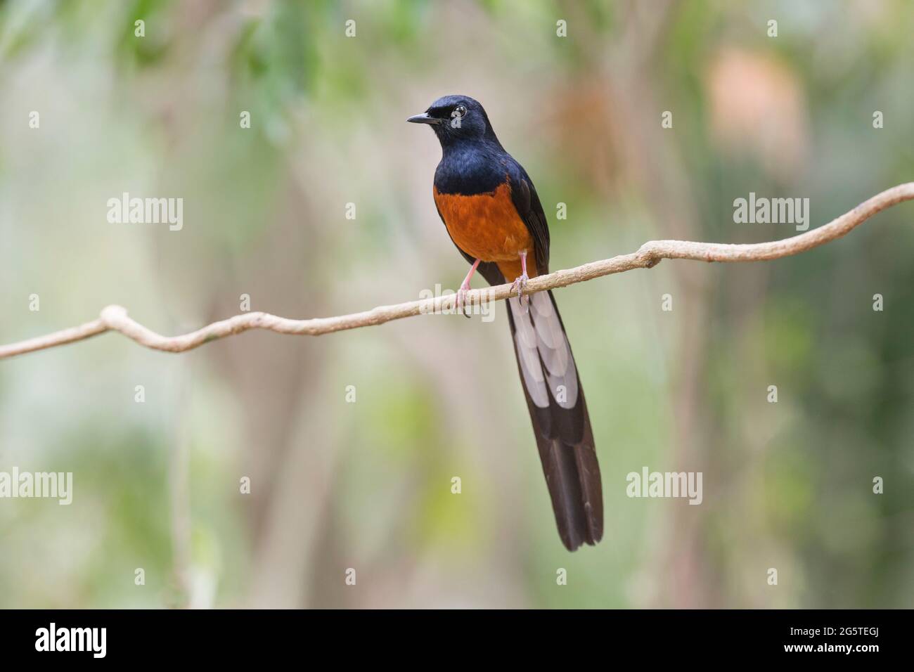 a white-rumped Shama showing off its beauty Stock Photo