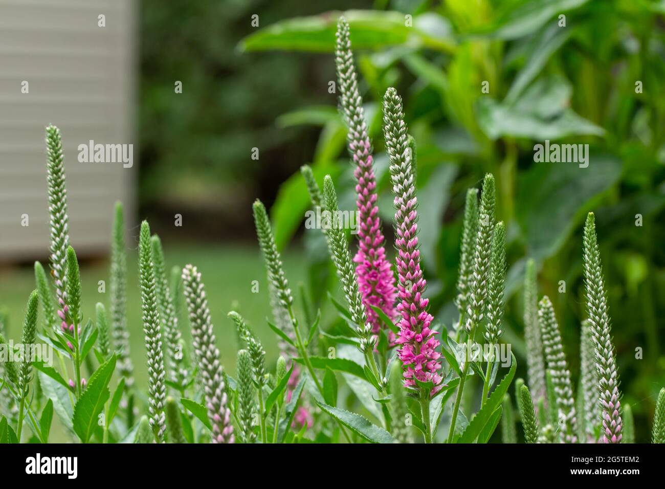 Close up view of emerging pink flower blossoms on a veronica spicata (spiked speedwell) perennial garden plant Stock Photo