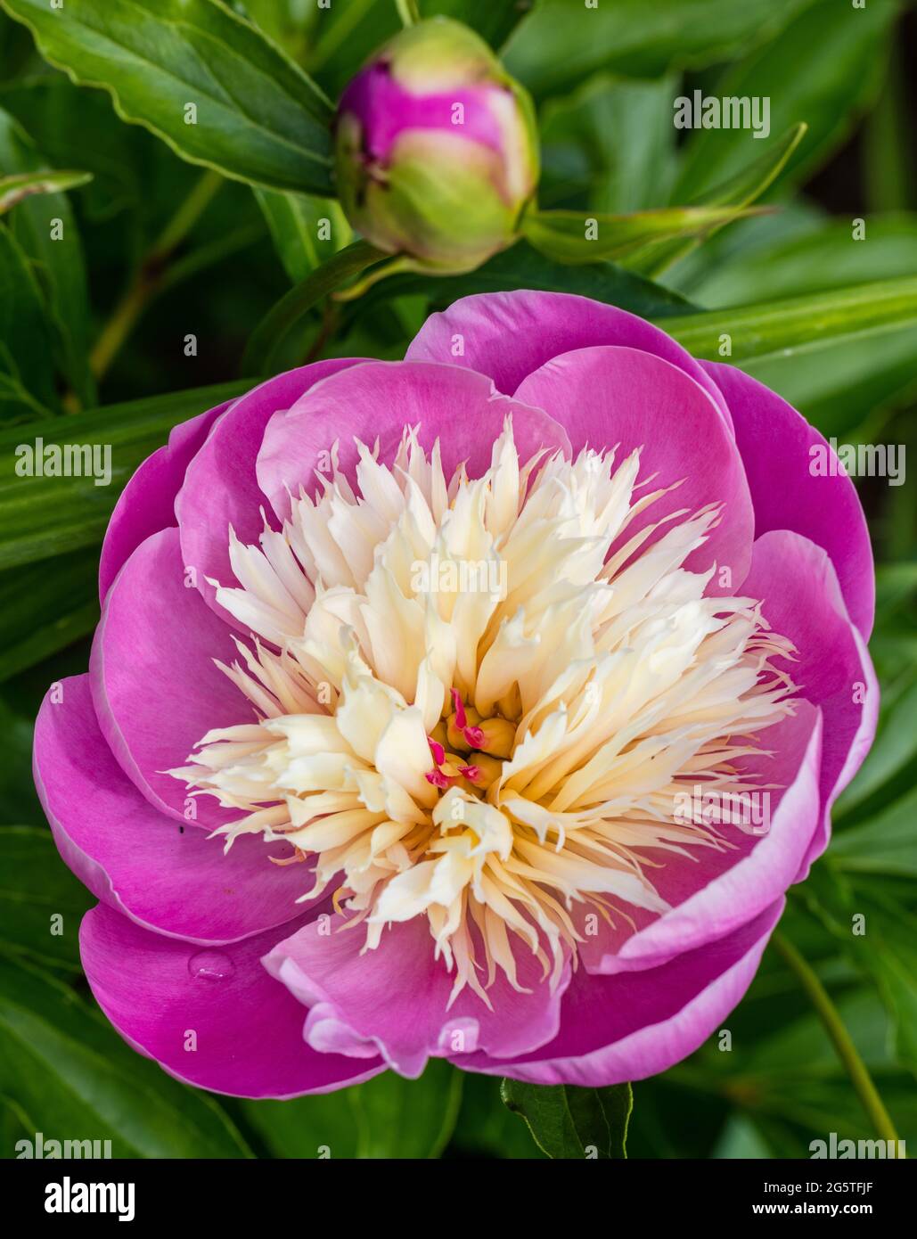 'Bowl of Beauty' Common garden peony, Luktpion (Paeonia lactiflora) Stock Photo