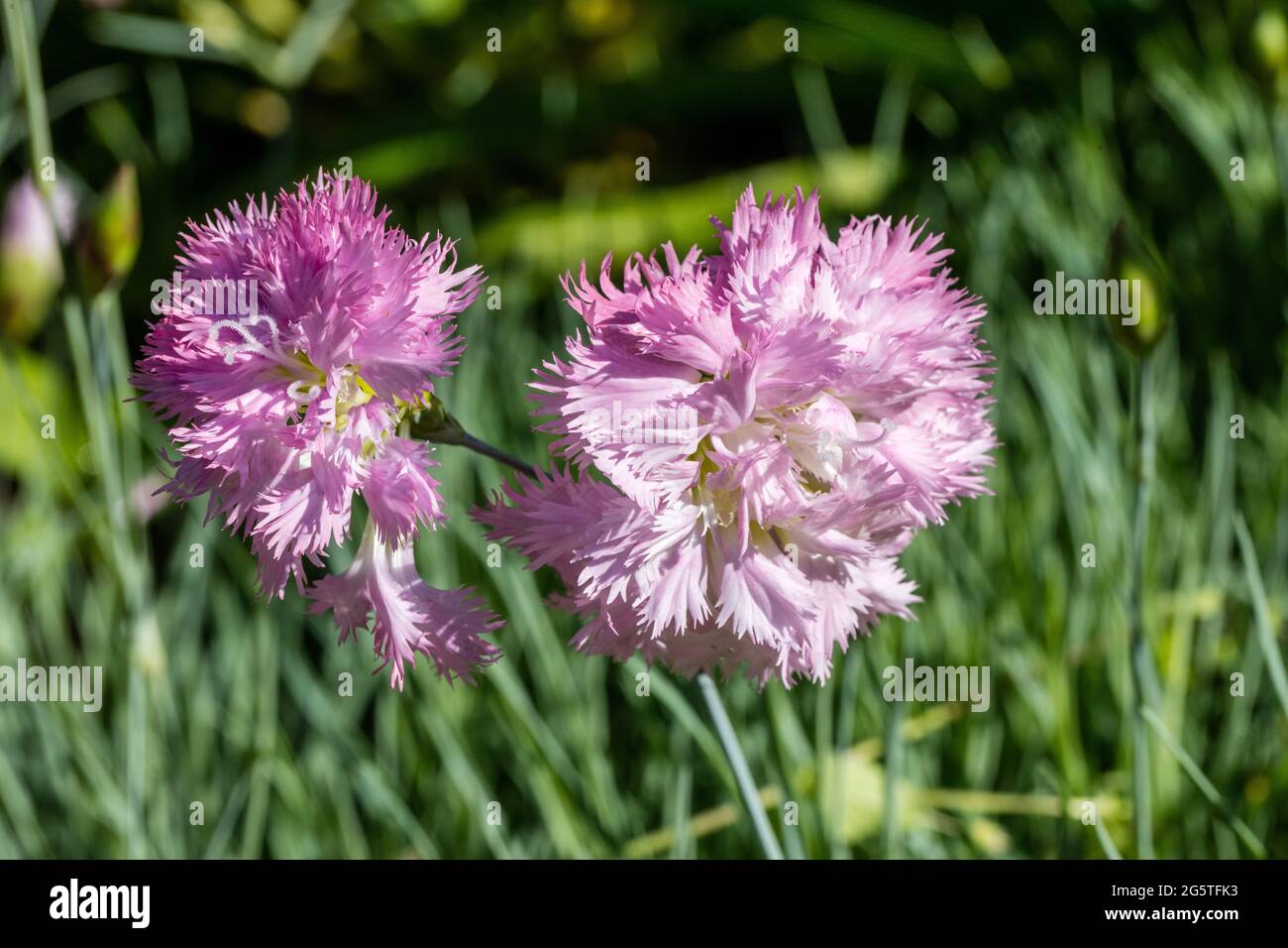 Common pink, Fjädernejlika (Dianthus plumarius Stock Photo - Alamy