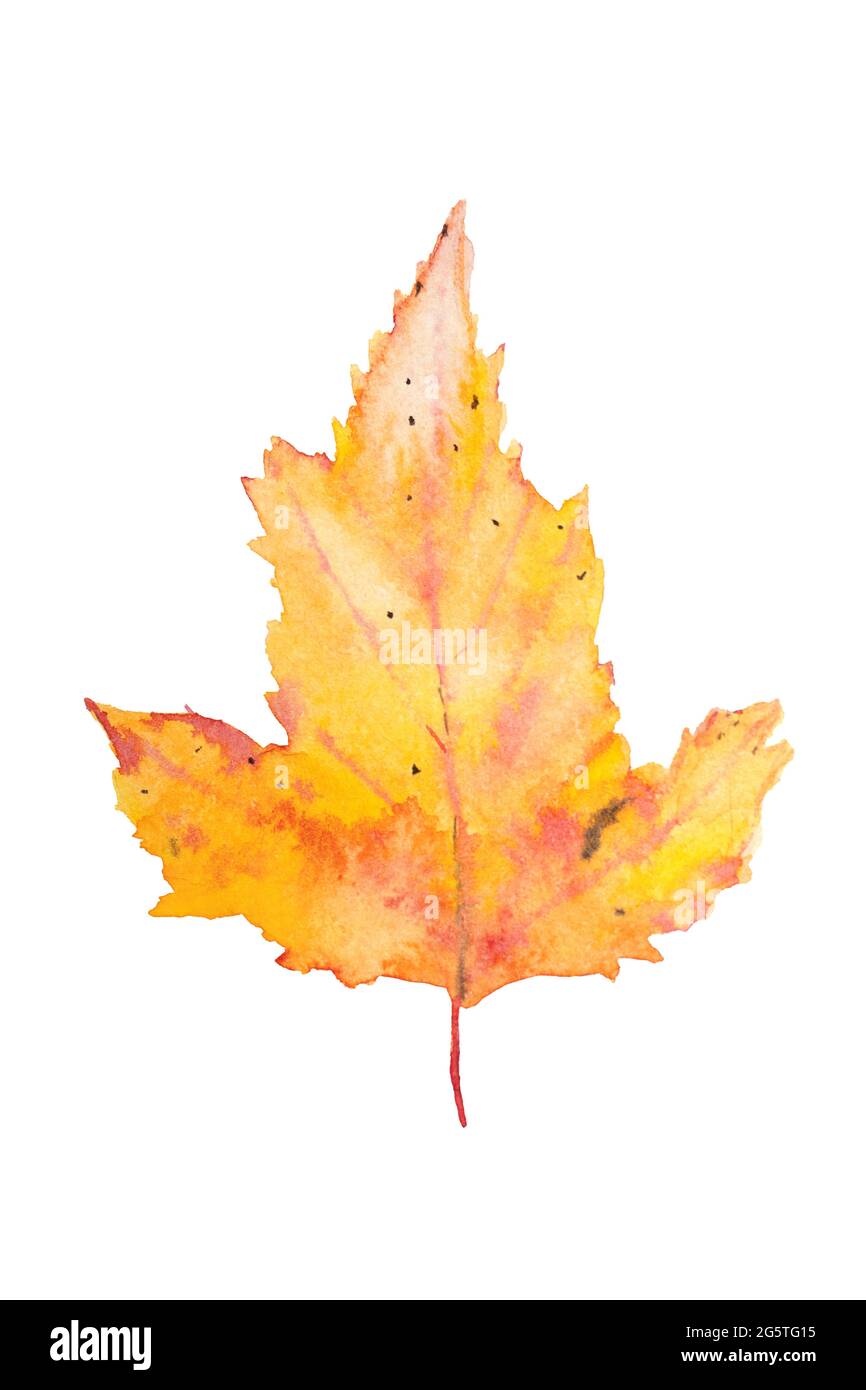 Yellow red autumn maple leaf isolated on white background. Stock Photo