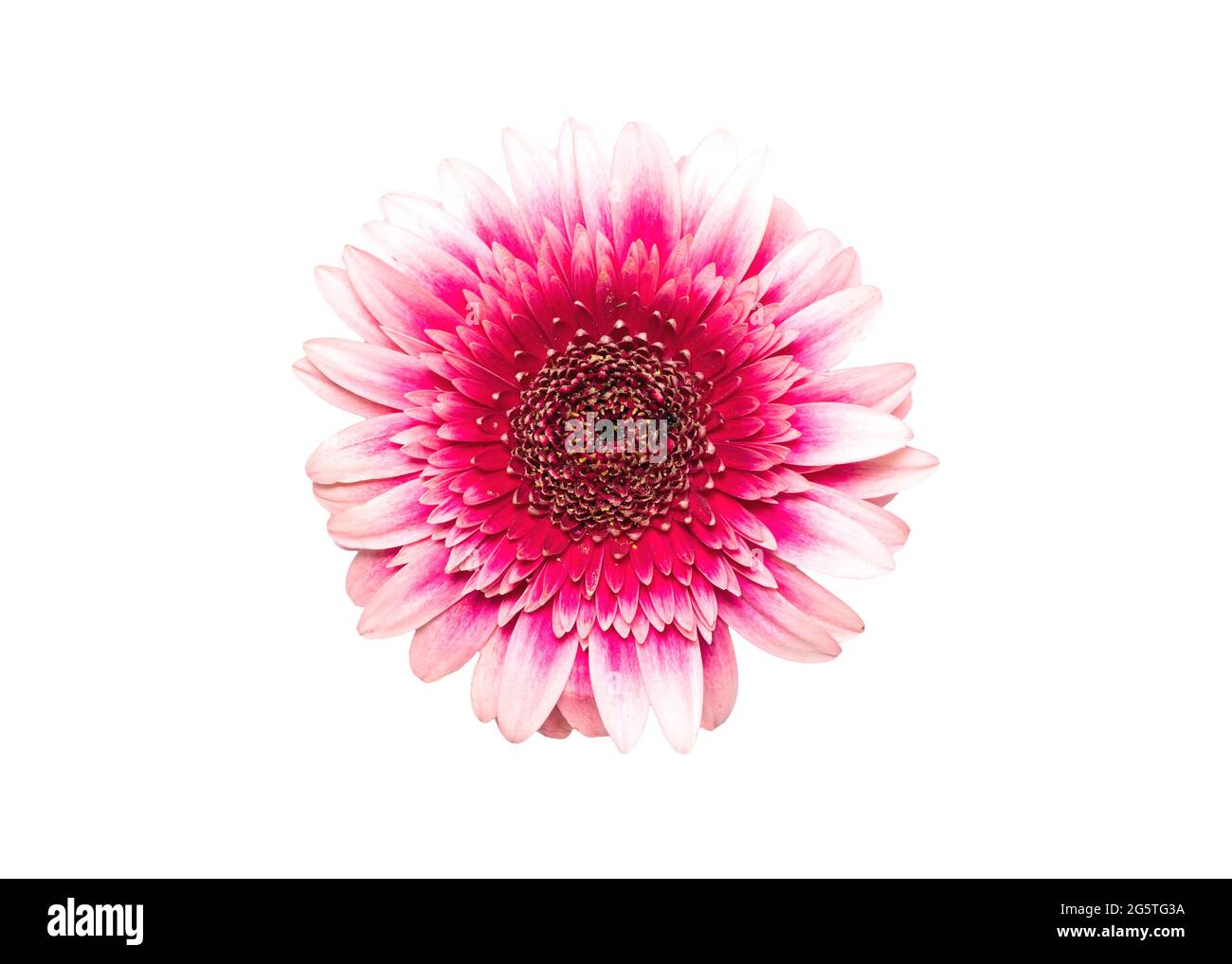 Pink gerbera flower head on white isolated background. Element for design Stock Photo