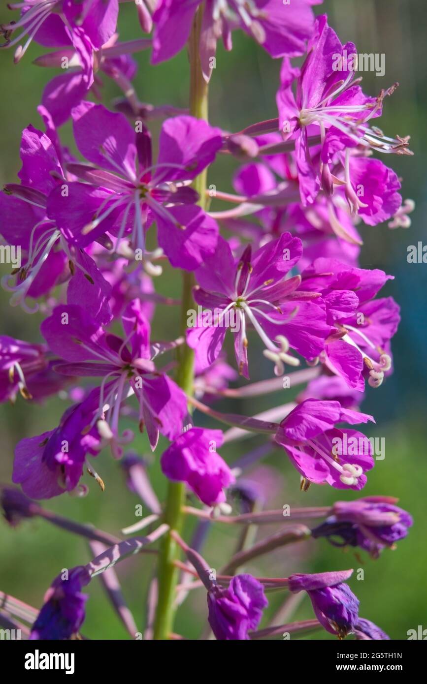 Fireweed flowers. Wonderful magenta flowers of a fireweed Stock Photo ...