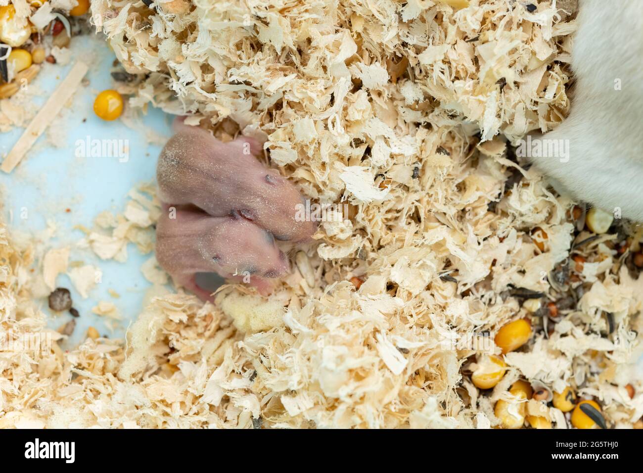 8 Oldest Hamsters to Ever Live 