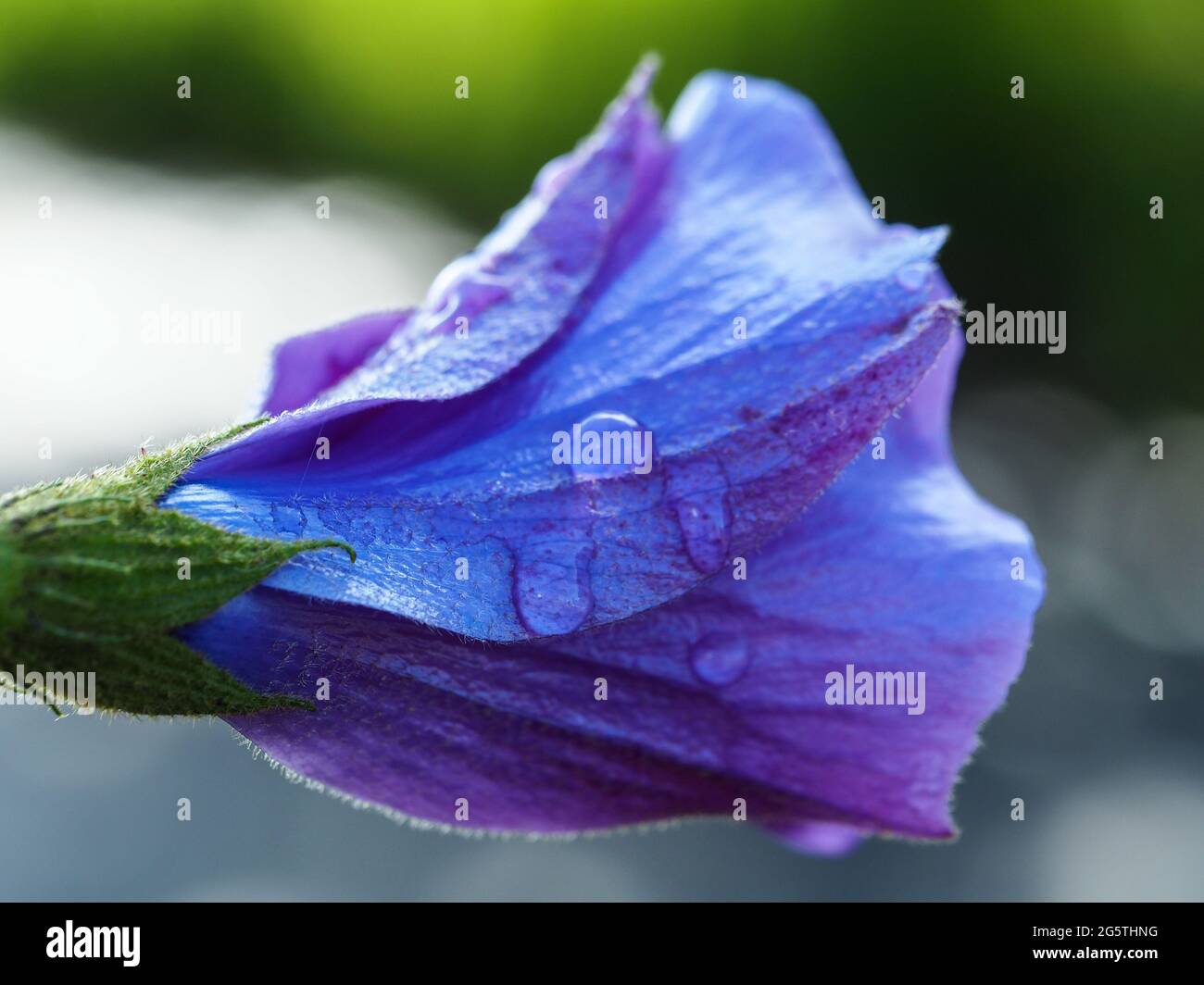 Macro of water drops on purple flowering native Blue or Lilac Hibiscus, Alyogyne huegelii,  'West Coast Gem', wet from rain, in a coastal garden Stock Photo
