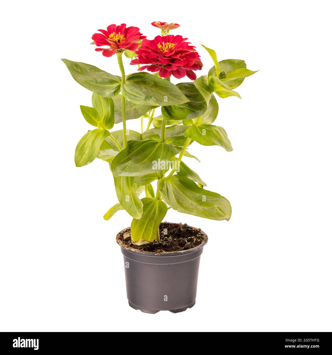 Beautiful pink zinnia flower in pot isolated on white background Stock Photo