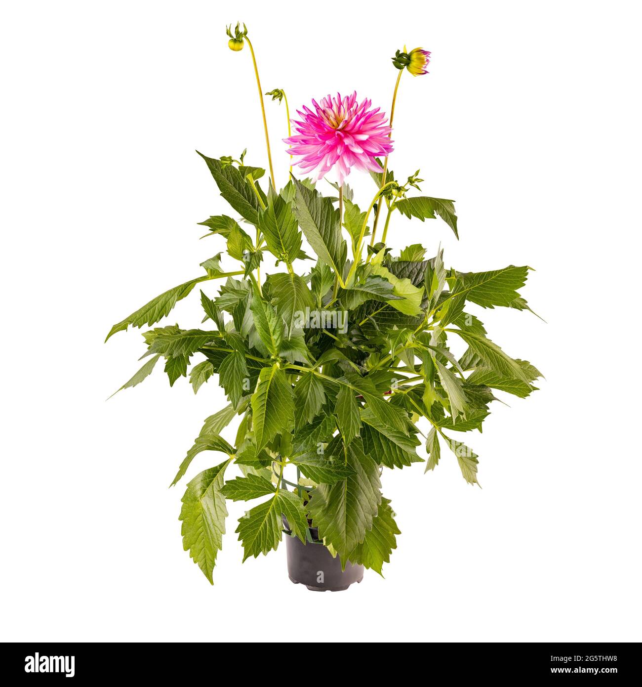 Pink dahlia in full bloom isolated on white background Stock Photo - Alamy