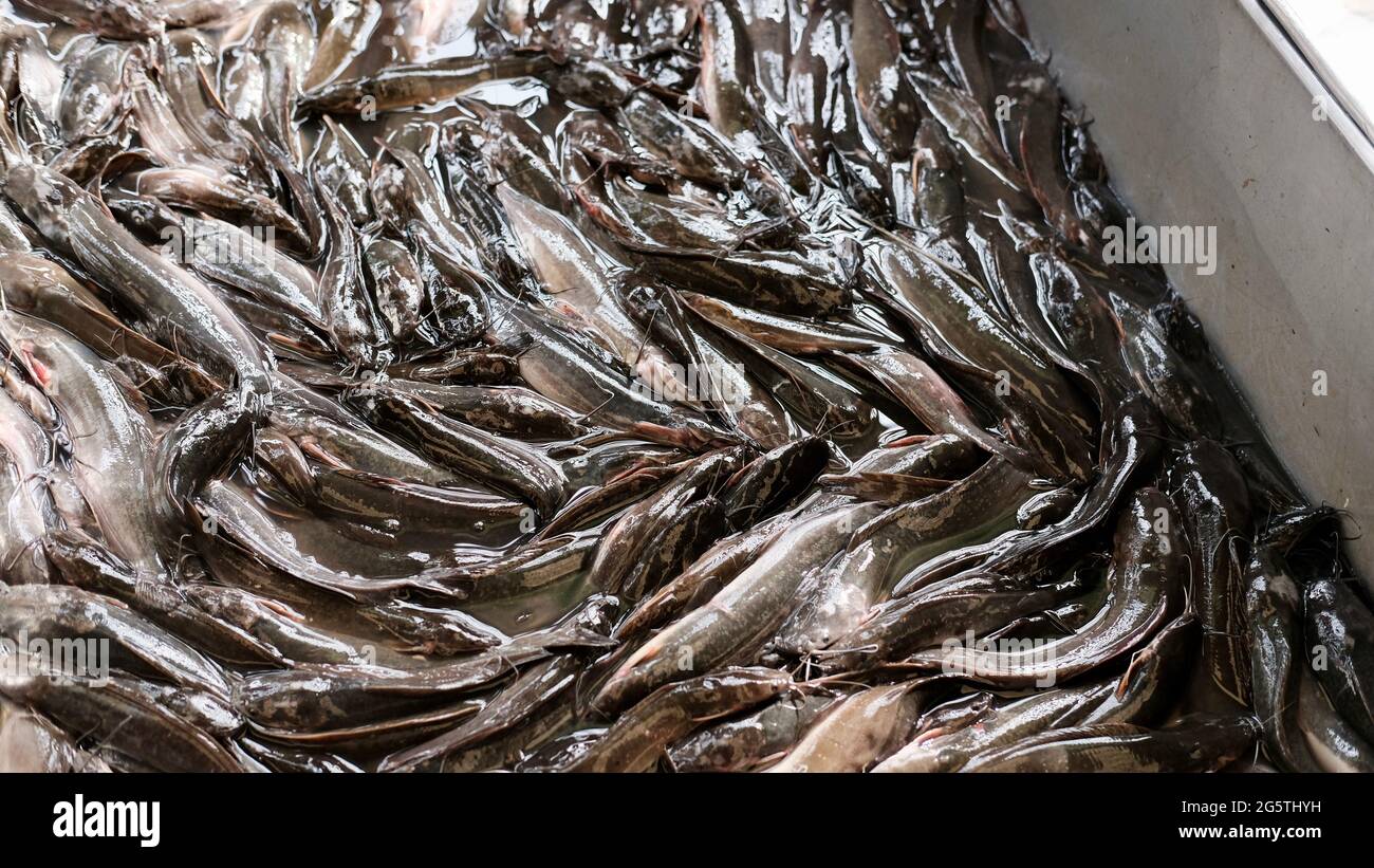 Fresh Fish Klong Toey Market Wholesale Wet Market Bangkok Thailand largest food distribution center in Southeast Asia Stock Photo