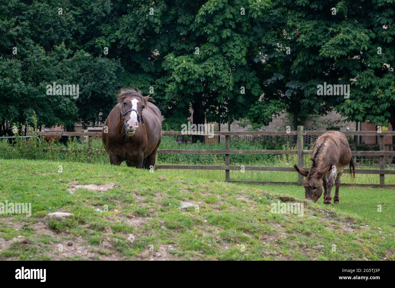 A horse and donkey grazing in the field of a farm. Stock Photo