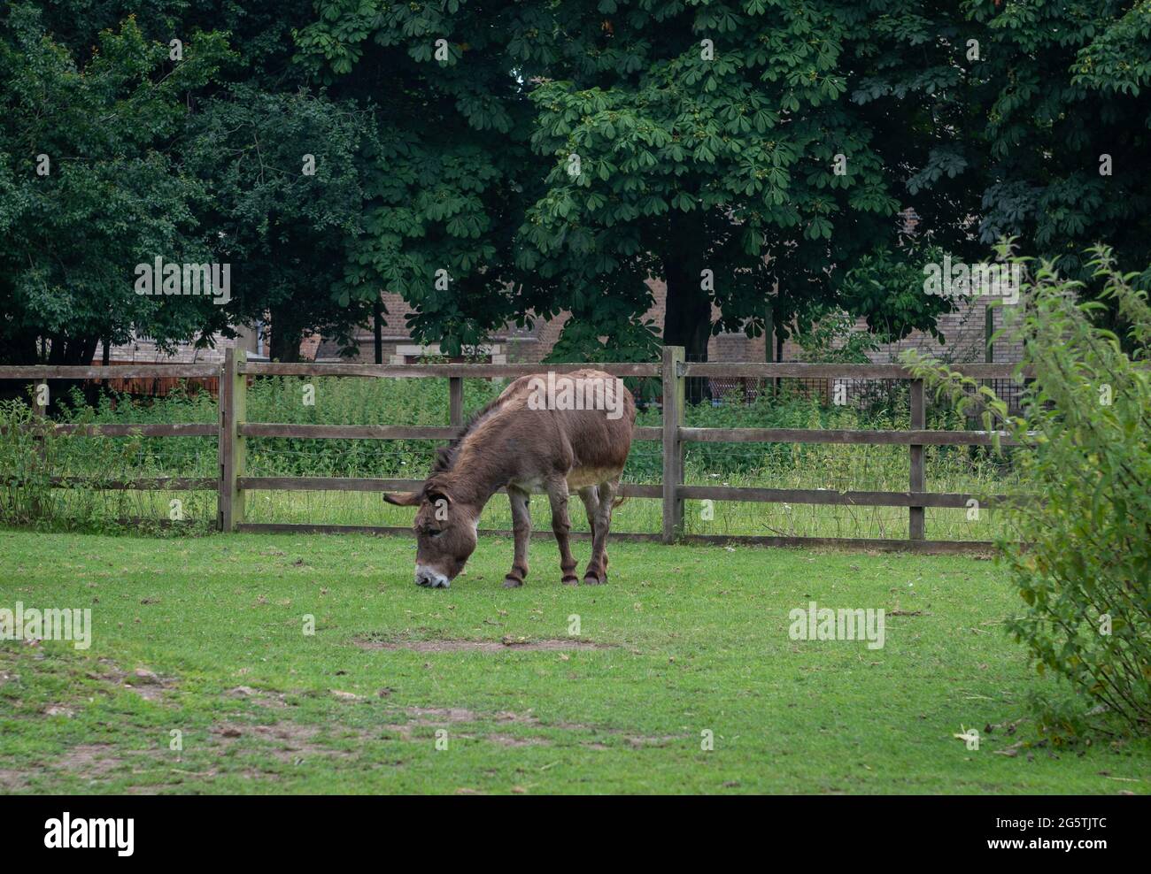 A donkey grazing in the field of a farm. Stock Photo