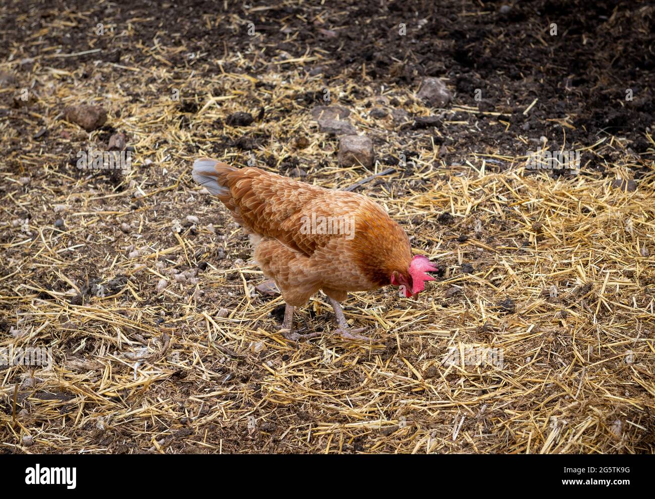 A freerange hen feeding in the field. Stock Photo